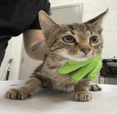 Kyle - Cat